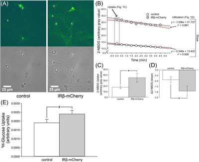 Elevating Insulin Signaling Using a Constitutively Active Insulin Receptor Increases Glucose Metabolism and Expression of GLUT3 in Hippocampal Neurons